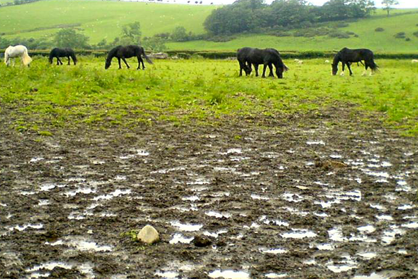 horse, barn, mud boots, sloggers, sloggers for life, made in the usa, los angeles, california, waterproof boots, waterproof shoes, rain boots, rain shoes